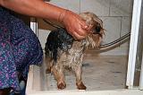 BAIN - YORKSHIRE TERRIER 096